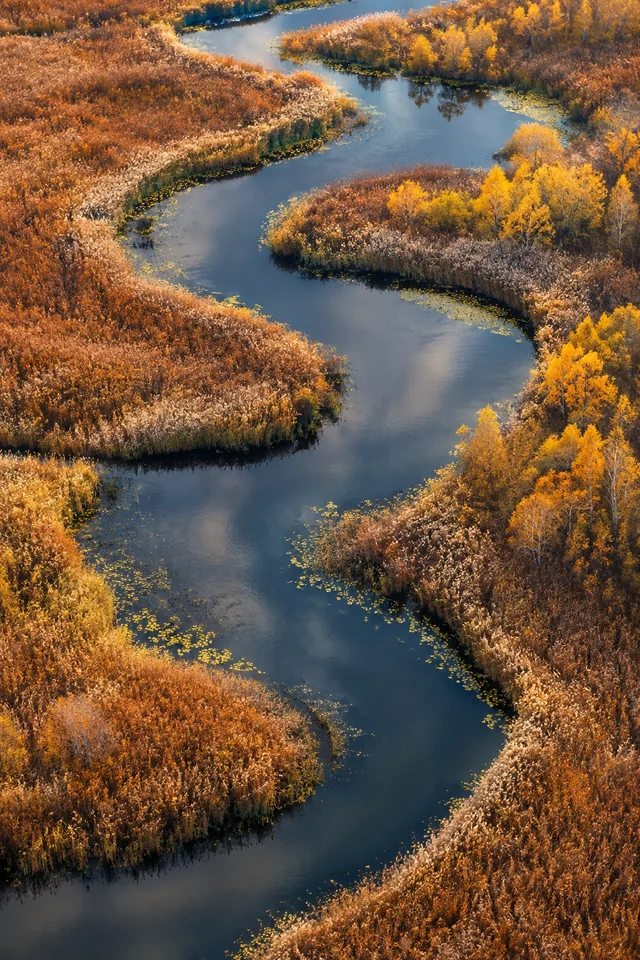 A slow river winding through autumn reeds seen from above, abstract natural aerial photograph