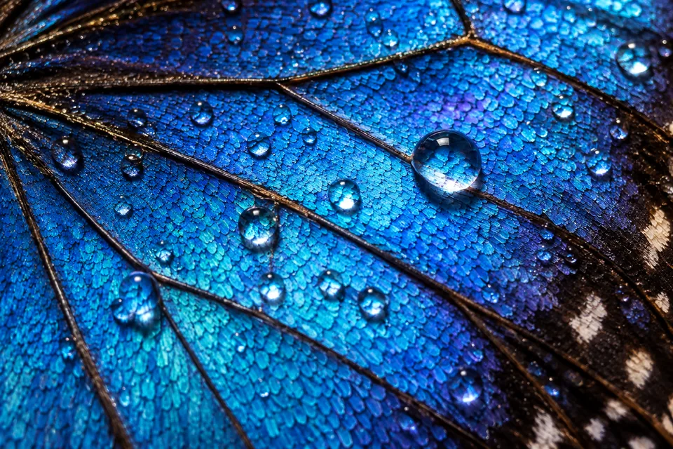 A dramatic macro of a butterfly wing with iridescent blue scales and tiny dewdrops, scientific art photograph
