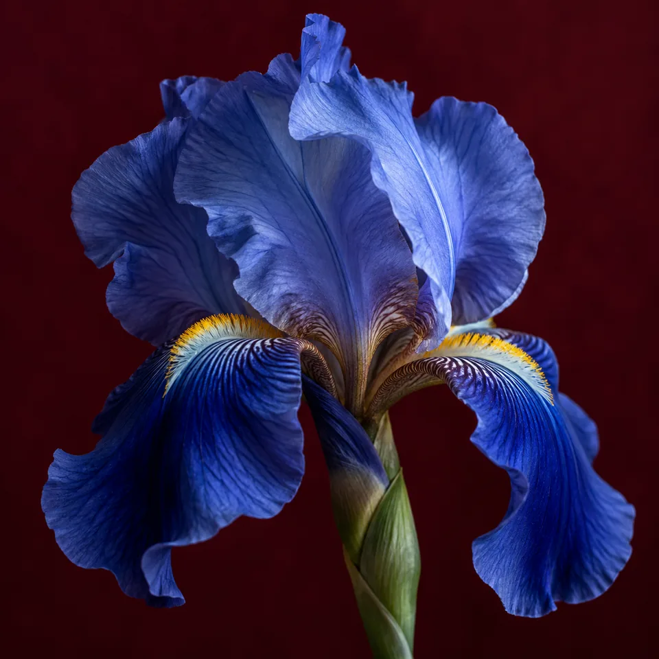A close-up of a blue iris flower against a deep burgundy background, rich botanical fine-art photograph
